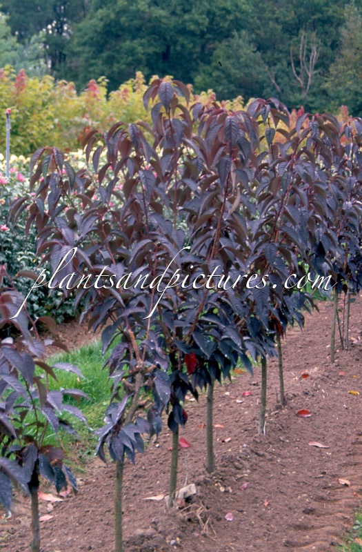 Prunus serrulata ‘Royal Burgundy’