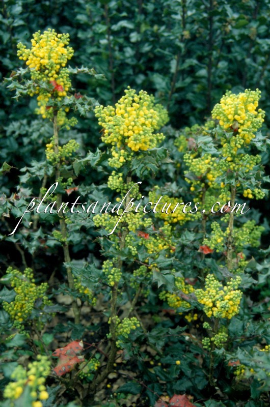 Mahonia aquifolium ‘Euro’