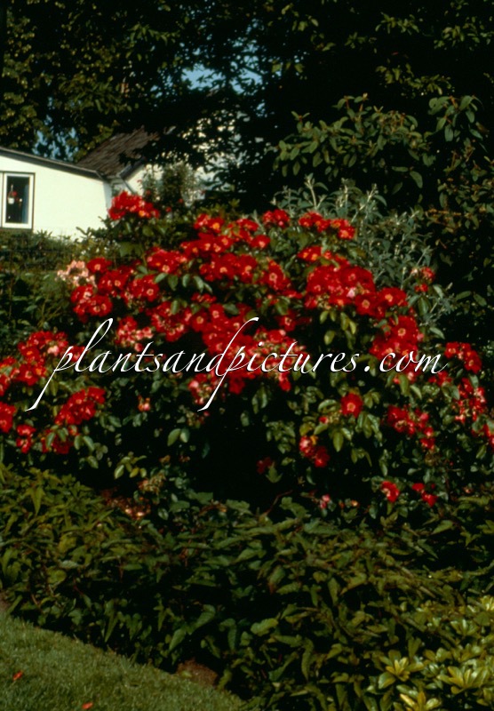 Rosa ‘Korgosa’ (ROBUSTA)