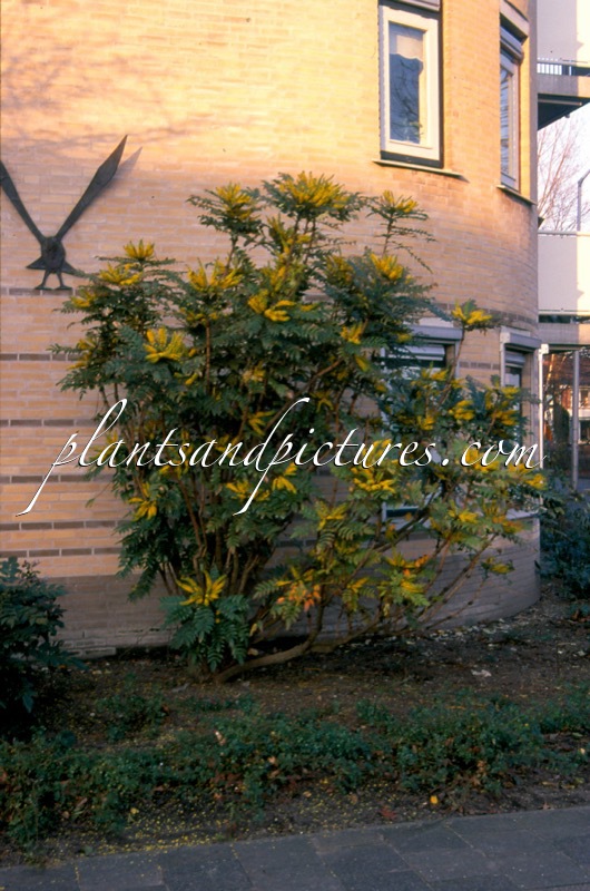 Mahonia media ‘Winter Sun’