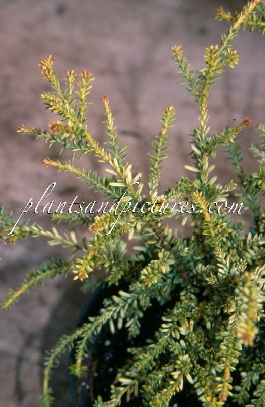 Podocarpus nivalis ‘Kilworth Cream’