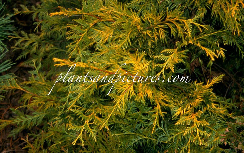 Thuja plicata ‘Zebrina’