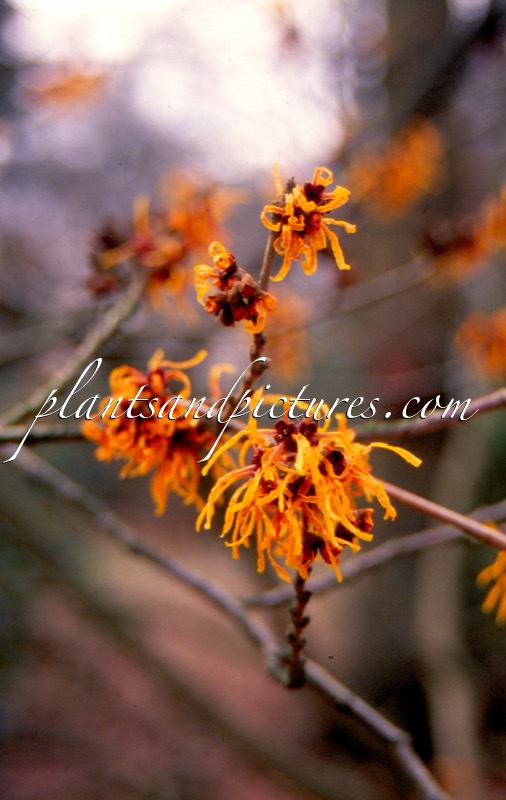 Hamamelis intermedia ‘Vesna’