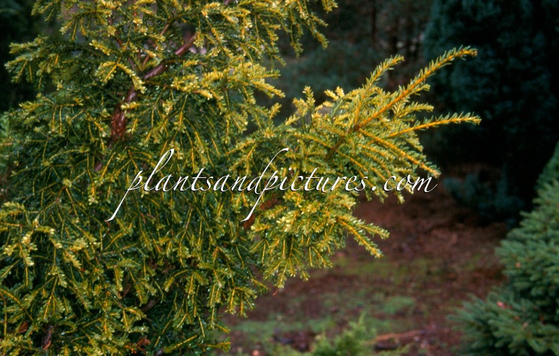 Taxus baccata ‘Adpressa Variegata’