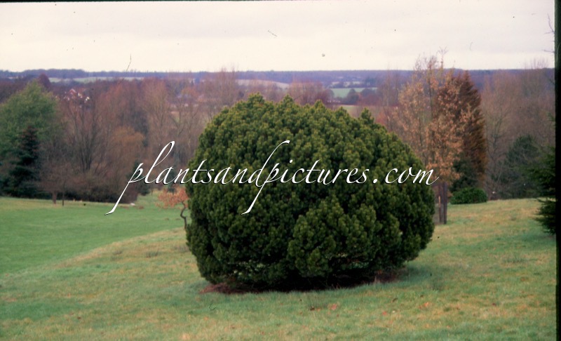 Pinus mugo ‘Mops’