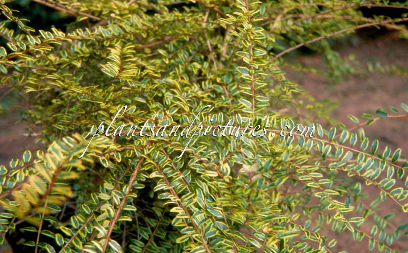 Lonicera nitida ‘Lemon Beauty’