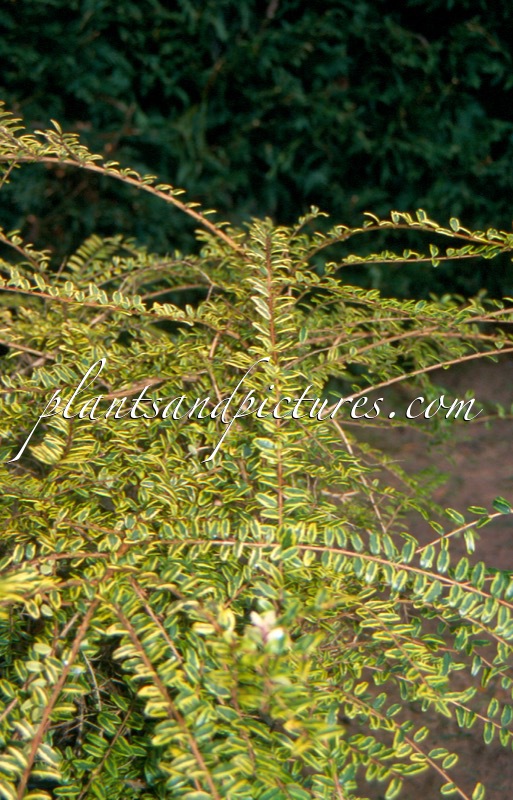 Lonicera nitida ‘Lemon Beauty’