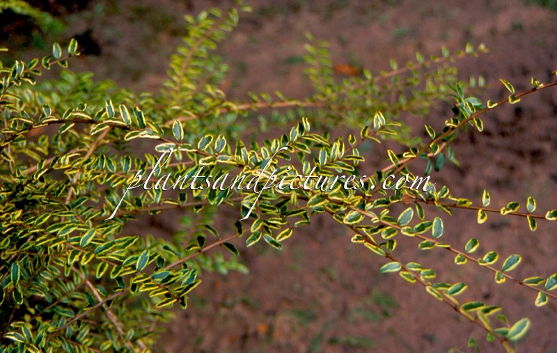 Lonicera nitida ‘Lemon Beauty’