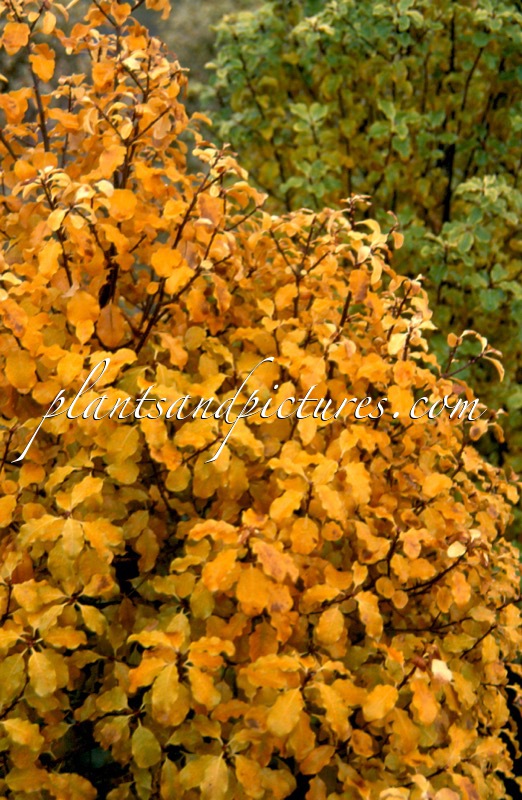 Pittosporum tenuifolium ‘Warnham Gold’