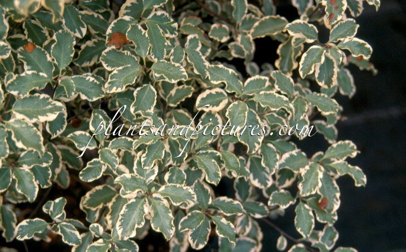 Pittosporum tenuifolium ‘Variegatum’