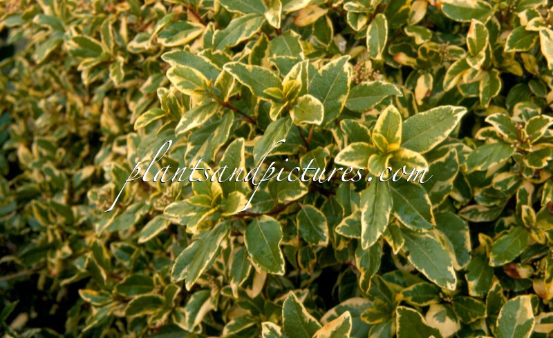 Viburnum tinus ‘Variegatum’