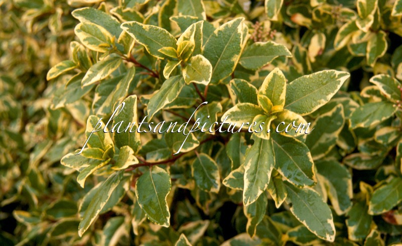 Viburnum tinus ‘Variegatum’