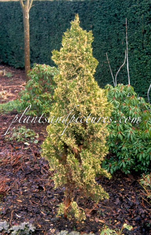 Platycladus orientalis ‘Dogmersfield’