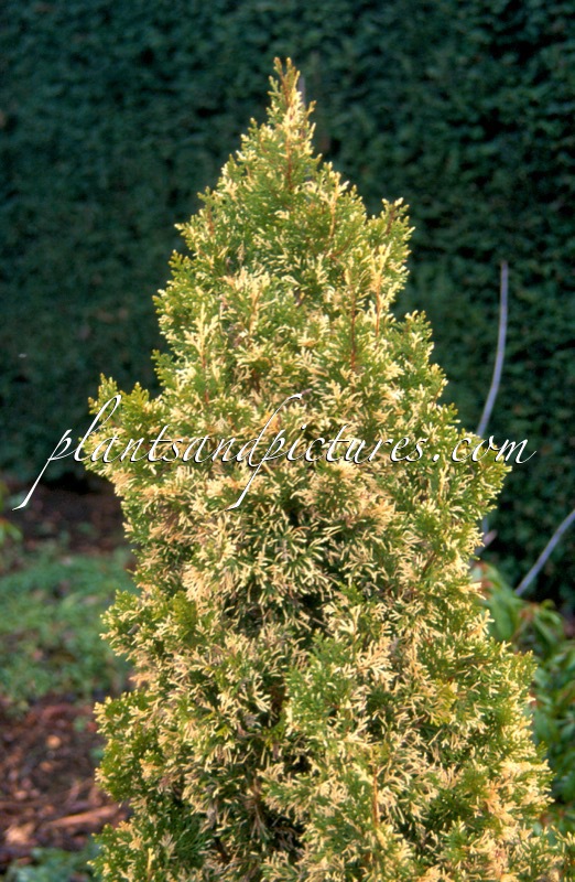 Platycladus orientalis ‘Dogmersfield’