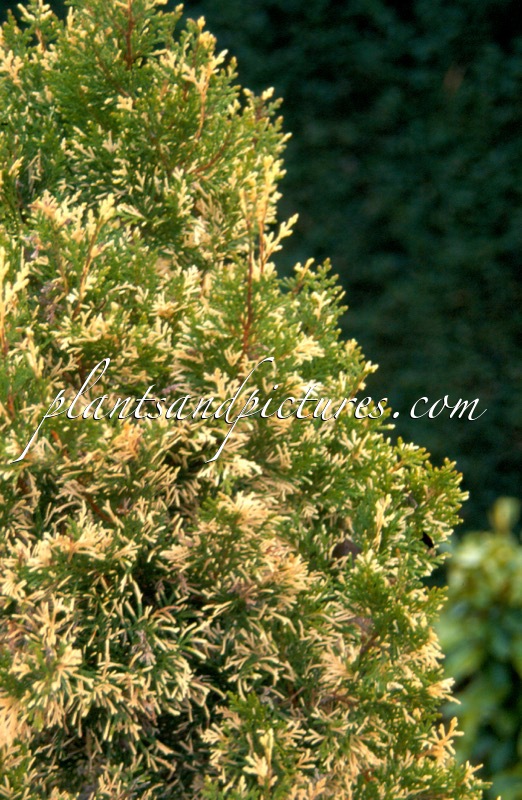 Platycladus orientalis ‘Dogmersfield’