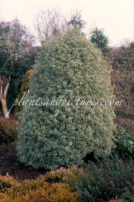 Pittosporum tenuifolium ‘Silver Queen’