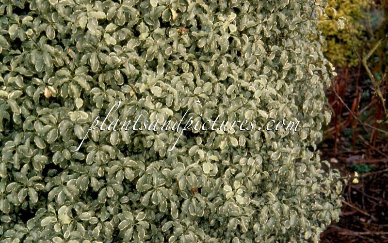 Pittosporum tenuifolium ‘Silver Queen’