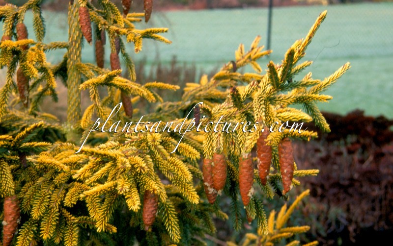 Picea orientalis ‘Skylands’