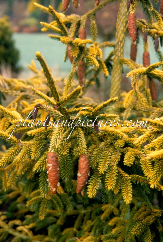 Picea orientalis ‘Skylands’