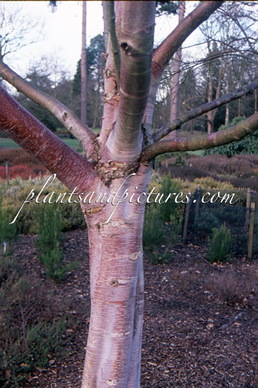 Betula albosinensis