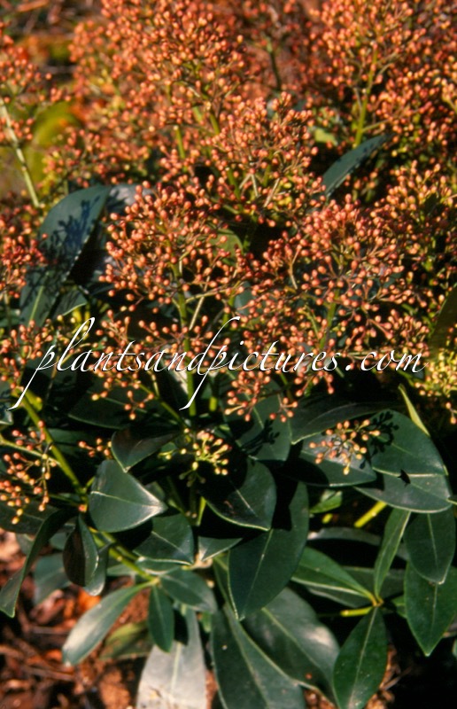 Skimmia japonica ‘Rosabella’