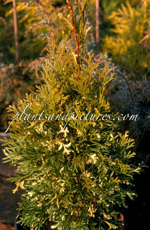 Thuja occidentalis ‘Spotty Smaragd’