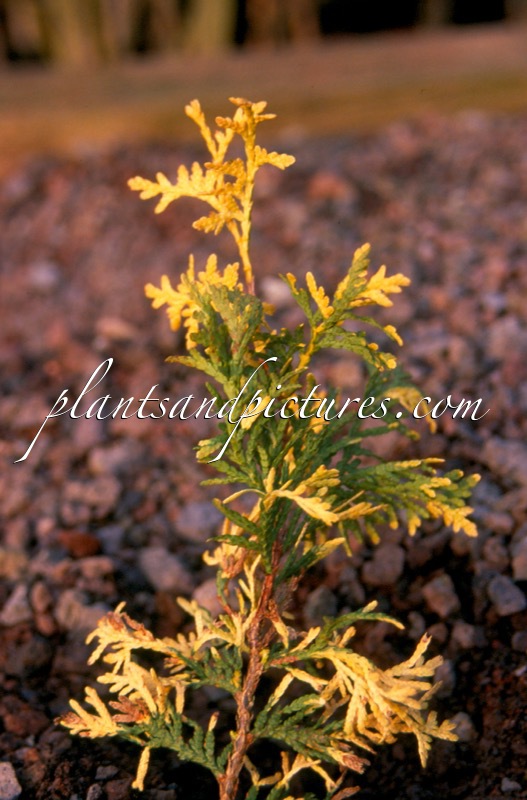 Thuja occidentalis ‘Dreamgarden’