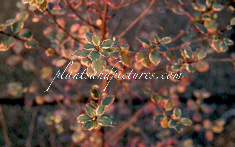 Pittosporum tenuifolium ‘Stirling Mist’