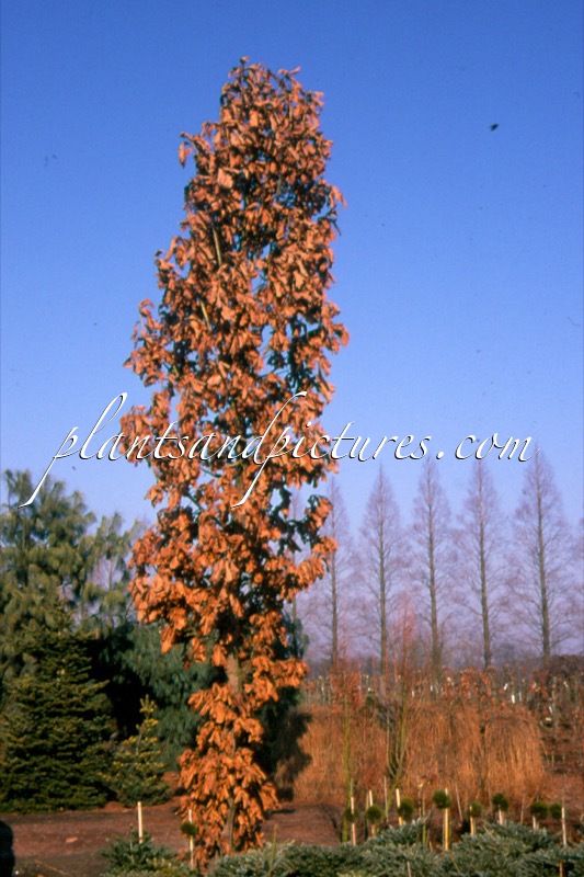 Quercus dentata ‘Carl Ferris Miller’