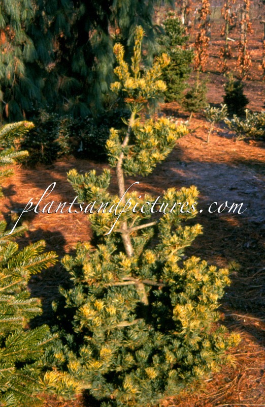 Pinus parviflora ‘Fukai’