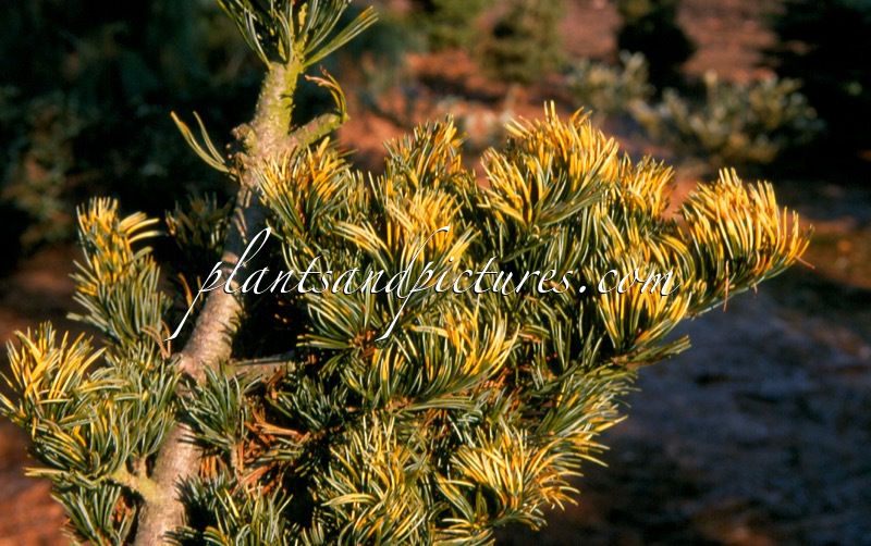 Pinus parviflora ‘Fukai’