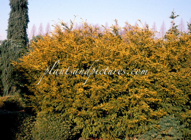 Taxus baccata ‘Adpressa Aurea’