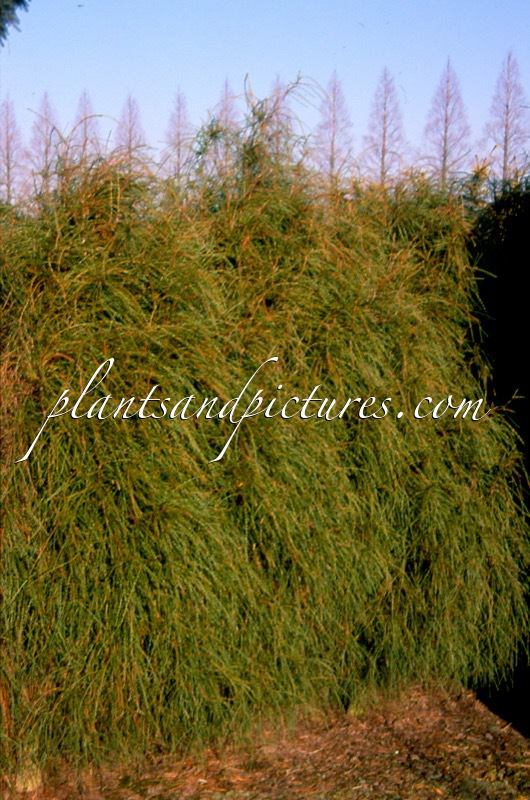 Platycladus orientalis ‘Balaton’