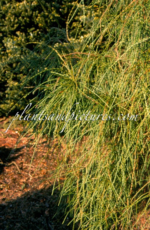 Platycladus orientalis ‘Balaton’