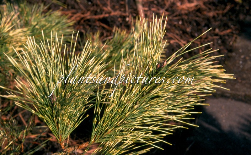 Pinus densiflora ‘Oculus-draconis’