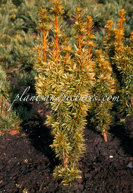 Taxus baccata ‘David’