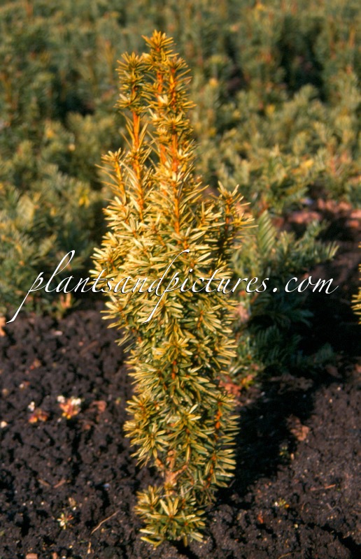 Taxus baccata ‘David’
