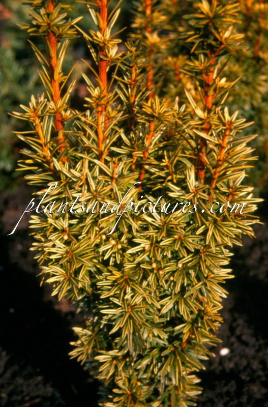 Taxus baccata ‘David’