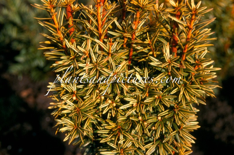 Taxus baccata ‘David’