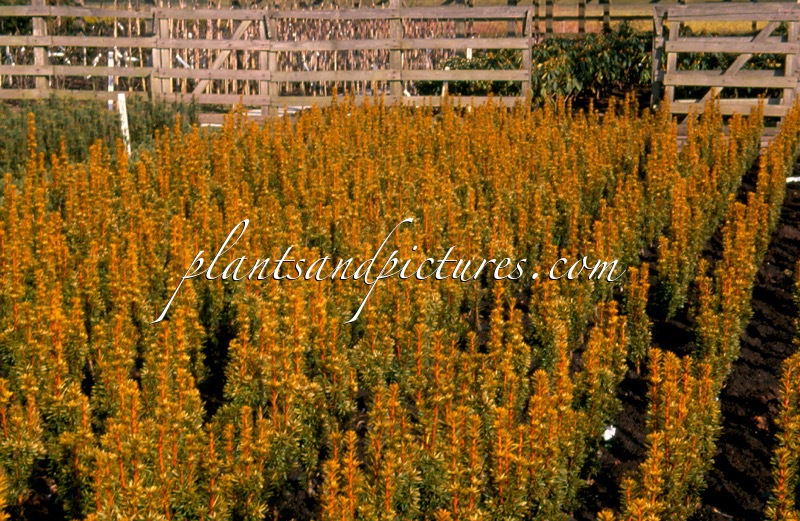 Taxus baccata ‘David’