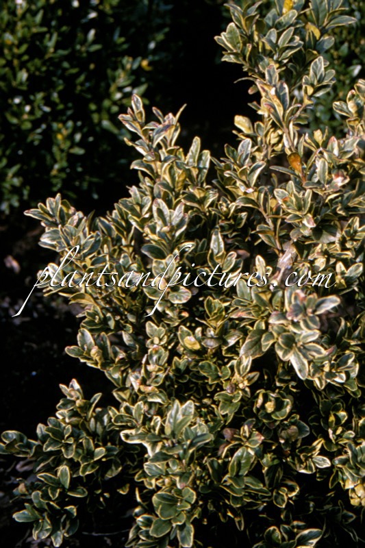Buxus sempervirens ‘Argentea’