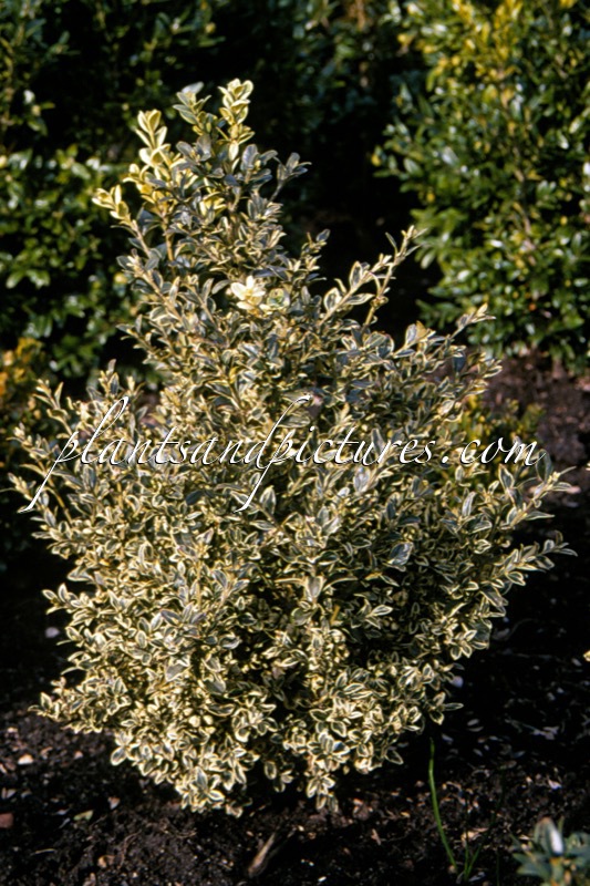 Buxus sempervirens ‘Ponteyi Variegata’