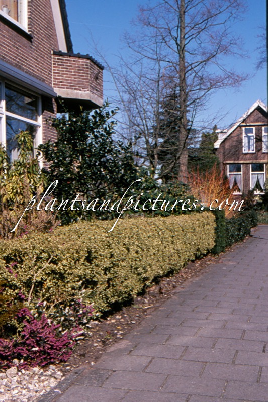 Buxus sempervirens ‘Elegantissima’