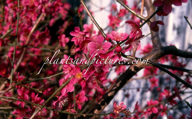 Prunus mume ‘Beni-chi-dori’