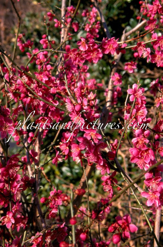 Prunus mume ‘Beni-chi-dori’