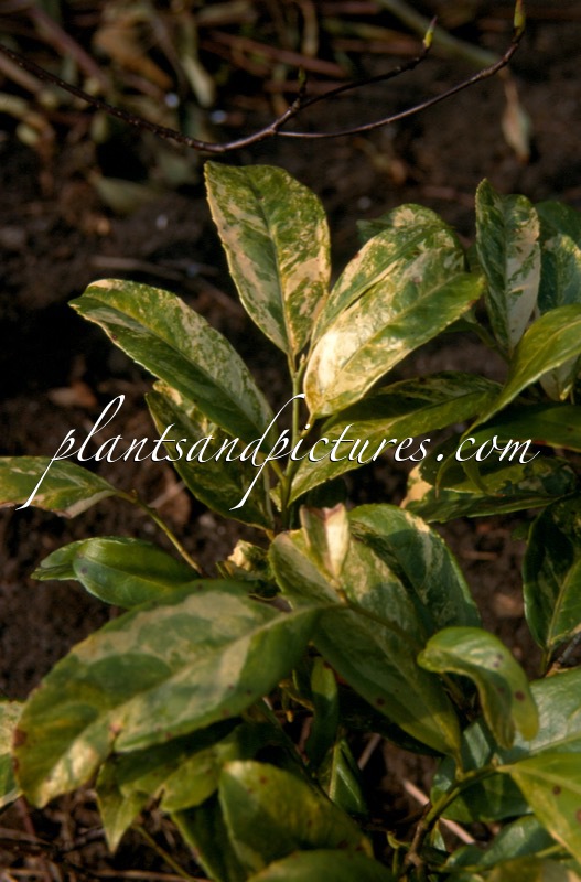 Prunus laurocerasus ‘Taff’s Golden Gleam’