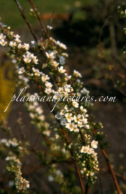 Spiraea thunbergii ‘Mount Fuji’