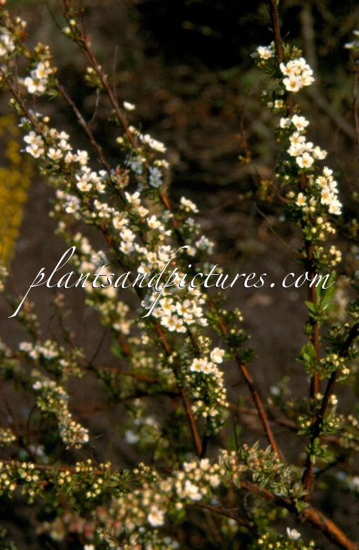 Spiraea thunbergii ‘Mount Fuji’