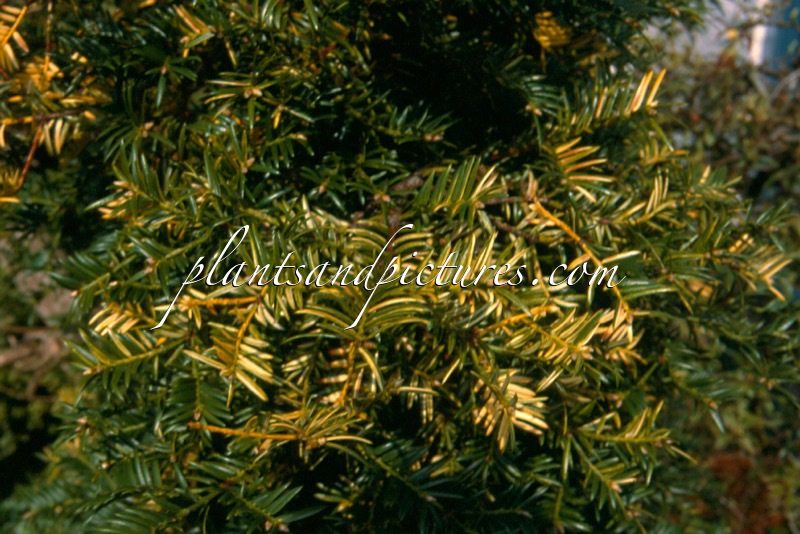 Torreya nucifera ‘Variegata’