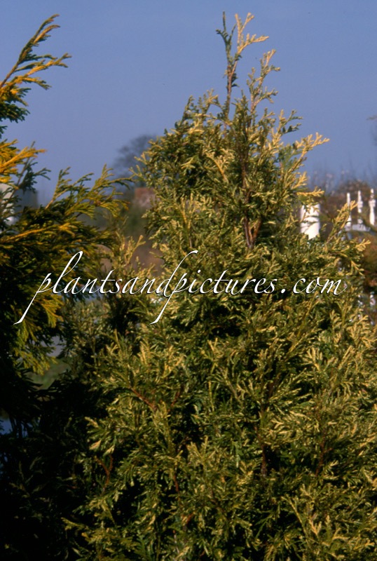 Thuja occidentalis ‘Wansdyke Silver’